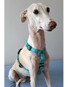 arnes-algodon-antiescape-galgo