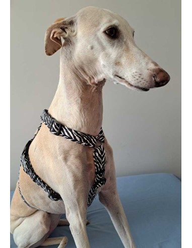 arnes-algodon-antiescape-galgo
