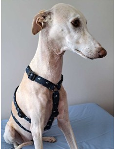 arnes-algodon-antiescape-galgo