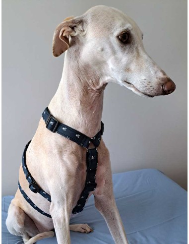 arnes-algodon-antiescape-galgo