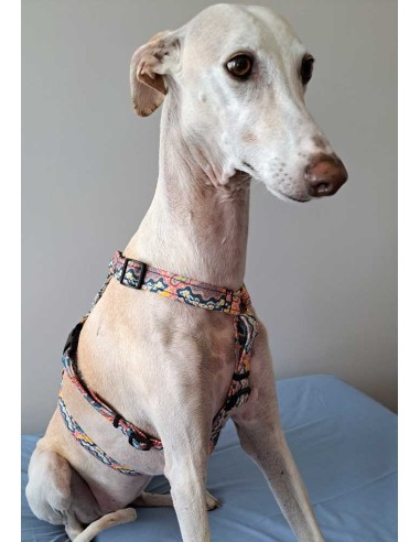 arnes-algodon-antiescape-galgo