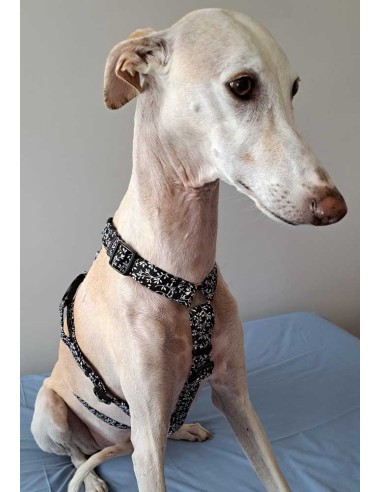 arnes-algodon-antiescape-galgo