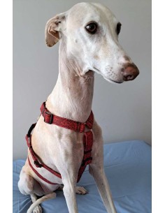 arnes-algodon-antiescape-galgo