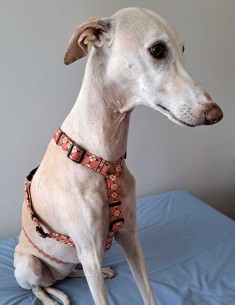 arnes-algodon-antiescape-galgo