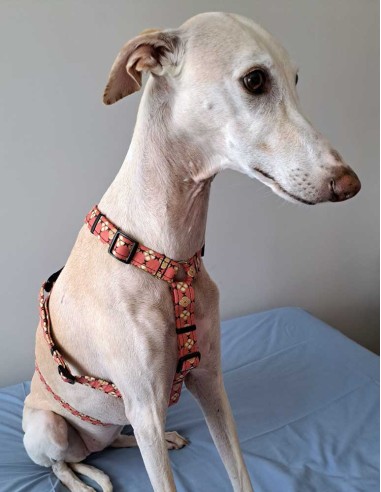 arnes-algodon-antiescape-galgo