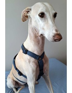 arnes-algodon-antiescape-galgo
