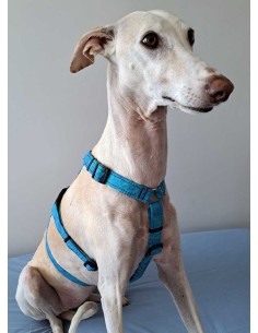 arnes-algodon-antiescape-galgo