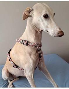 arnes-algodon-antiescape-galgo