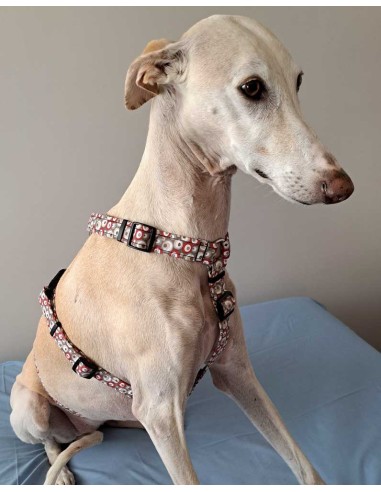arnes-algodon-antiescape-galgo