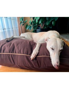 Cama especial para galgo