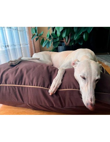 Cama especial para galgo
