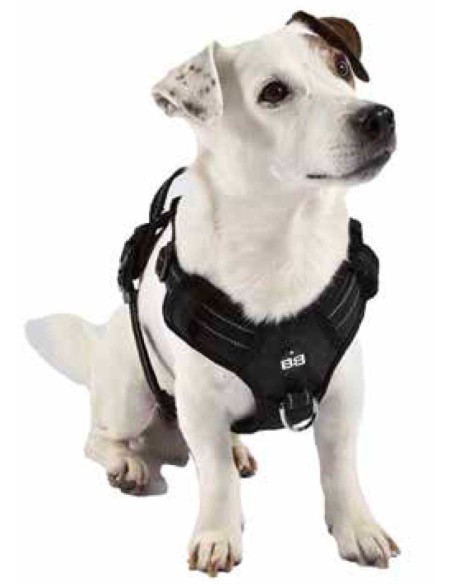 arnes-perro-rando-walk