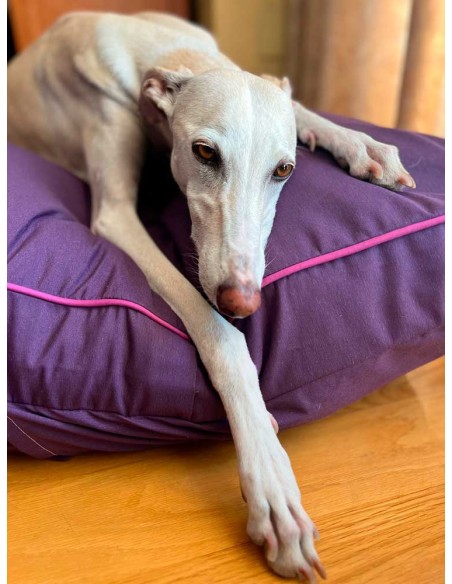 Cama especial para galgo