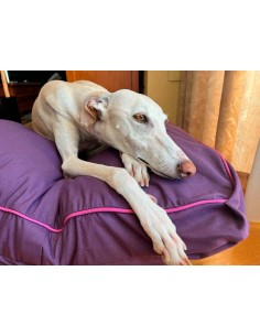 Cama especial para galgo