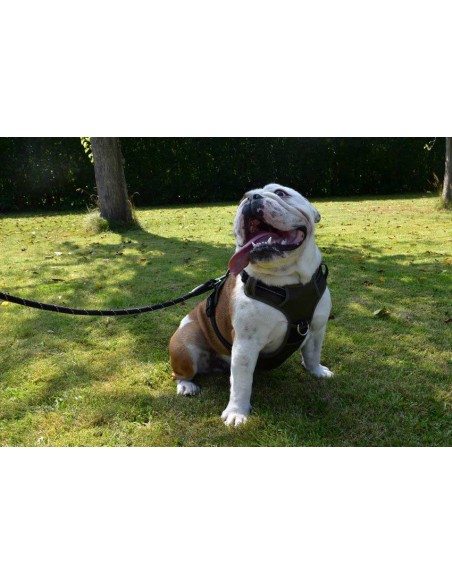 Arnés para perro modelo Rando Walk de Bobby