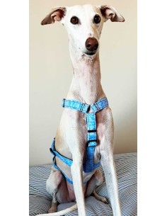 arnes-algodon-antiescape-galgo