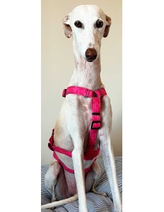 arnes-algodon-antiescape-galgo