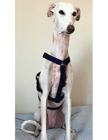 arnes-algodon-antiescape-galgo