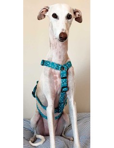 arnes-algodon-antiescape-galgo