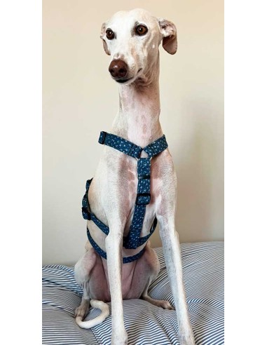 arnes-algodon-antiescape-galgo