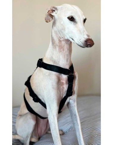 arnes-algodon-antiescape-galgo