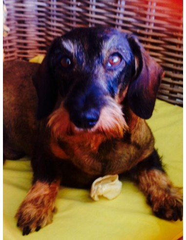 Comida para perros - orejas de cerdo Comida para perros - orejas de cerdo