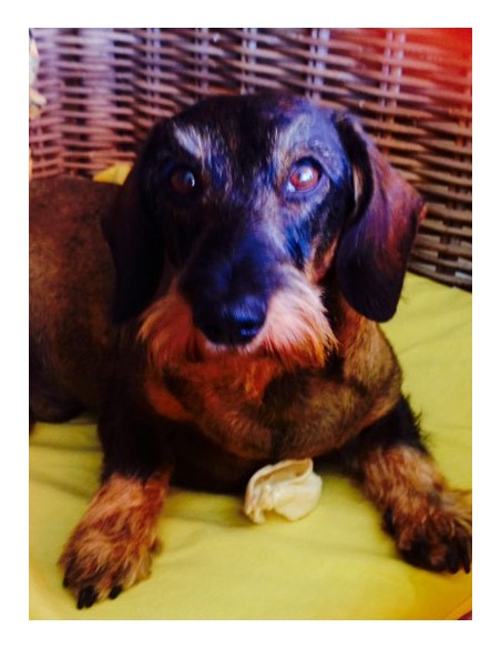 Comida para perros - orejas de cerdo Comida para perros - orejas de cerdo