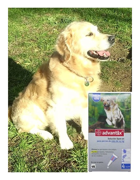 Antiparasitarios para perros - pipeta advantix para perros mayores de 25 Kg