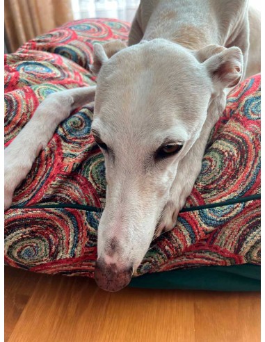 Cama especial para galgo Cama especial para galgo