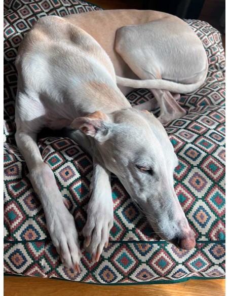 cama-especial-galgo
