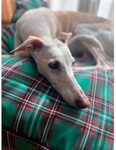 cama-especial-galgo
