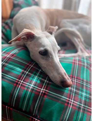cama-especial-galgo