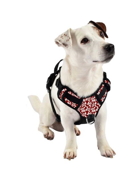 arnes-perro-rando-monoi