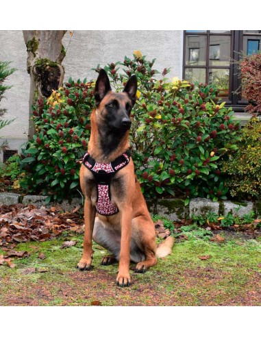 arnes-perro-rando-monoi