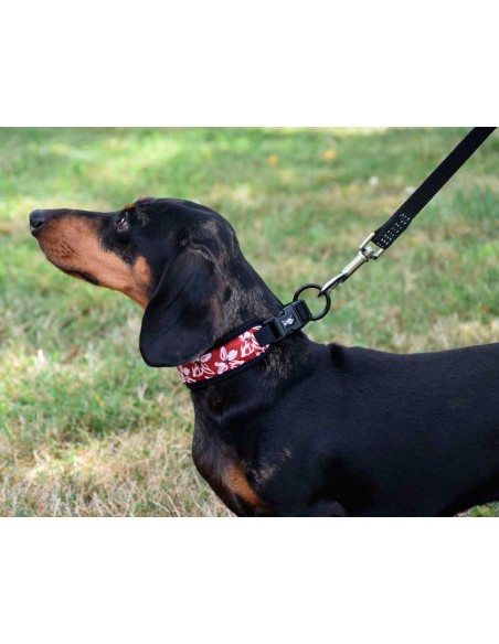 collar-perro-rando-bobby