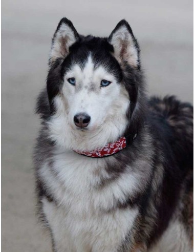 collar-perro-rando-bobby