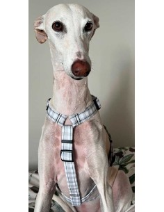 arnes-algodon-antiescape-galgo