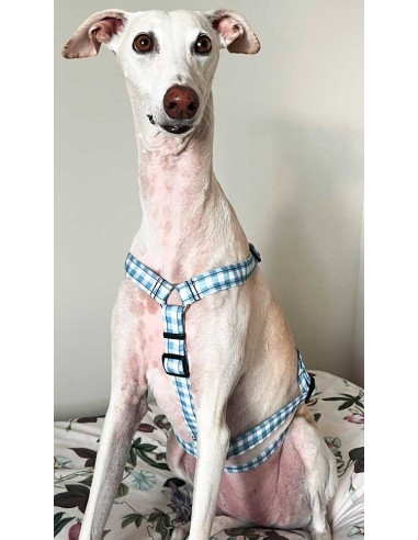 arnes-algodon-antiescape-galgo