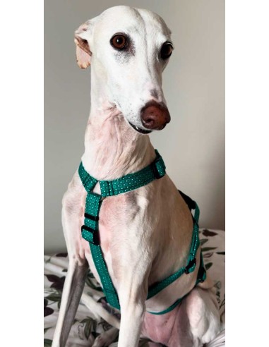 arnes-algodon-antiescape-galgo