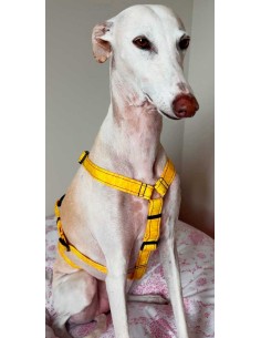 arnes-algodon-antiescape-galgo