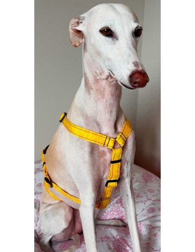 arnes-algodon-antiescape-galgo