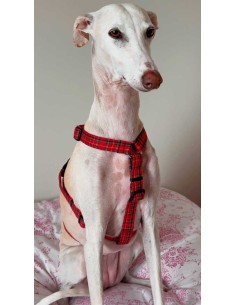 arnes-algodon-antiescape-galgo