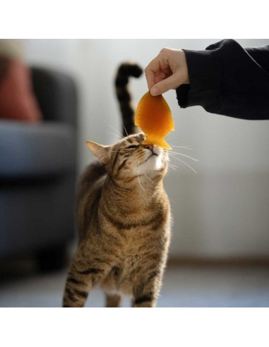 juguete-gato-caucho-natural