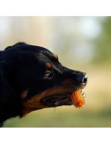 juguete-perro-caucho-natural