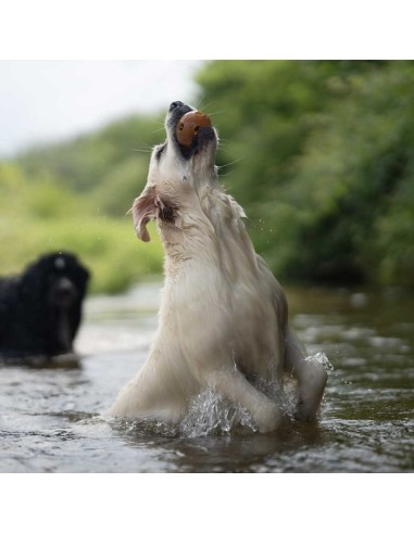 juguete-perro-caucho-natural juguete-perro-caucho-natural