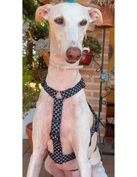 arnes-algodon-antiescape-galgo