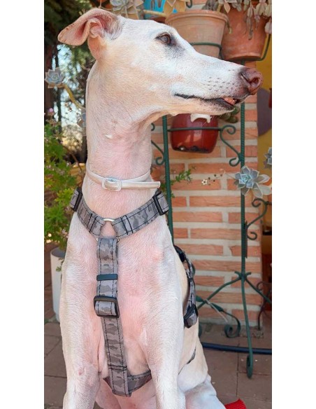 arnes-algodon-antiescape-galgo