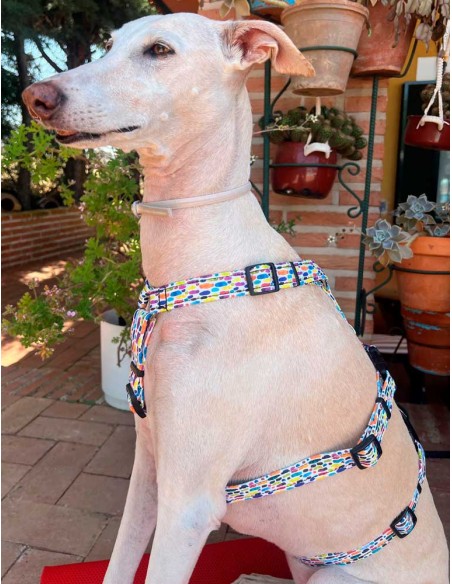 arnes-algodon-antiescape-galgo