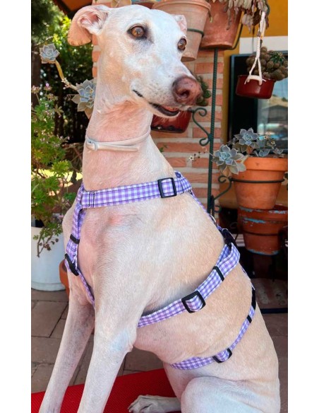 arnes-algodon-antiescape-galgo