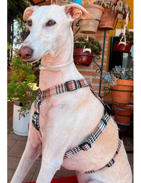 arnes-algodon-antiescape-galgo